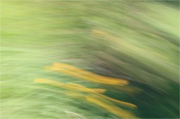 17 04 2022- buisson rond 8